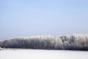 deciduous trees after snowfall photo