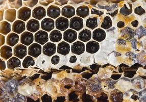 honey filled beeswax honeycombs photo