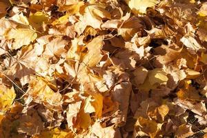 dried and fallen foliage photo