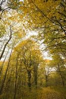 yellow autumn foliage photo