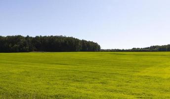 Cereals forest landscape. photo