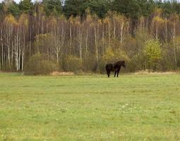 golden birch foliage photo