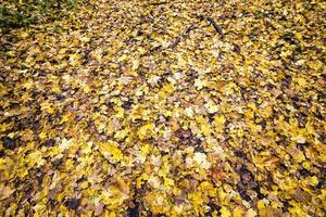 yellow dirty foliage photo