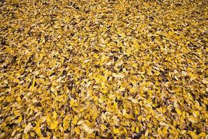 abstract background of autumn foliage photo