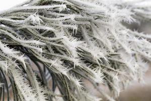 pine trees in winter photo