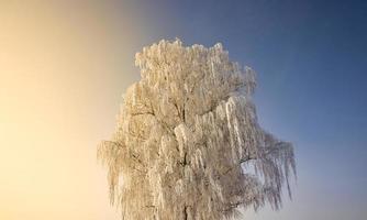 snow covered deciduous birch trees photo