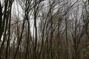 Maple forest in autumn photo