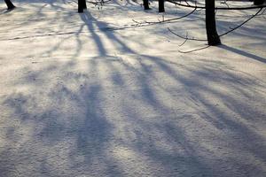 árboles de hoja caduca después de la nevada foto