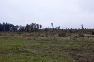 autumn weather, forest photo