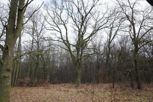 Maple forest in autumn photo