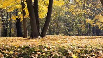 beautiful real nature before leaf fall photo