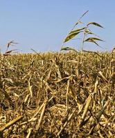 corn and ripe cob photo