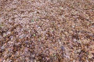 Rotten foliage of maple photo