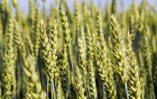 real organic green wheat photo