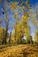 sunny weather in the autumn photo