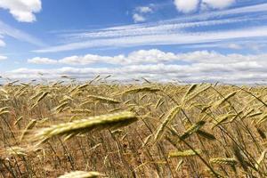 agricultural field with yellowed wheat photo