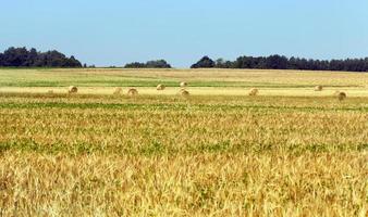 agricultural fields with wheat or rye photo