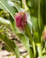 details of organic corn photo