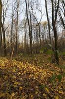 autumn landscape illuminated by sunlight photo