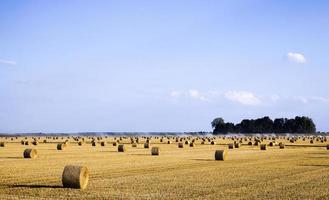 stacks of wheat straw photo