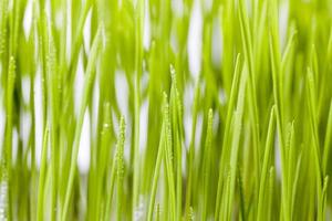 close up of young green grass photo