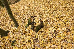 clima aburrido en la temporada de otoño foto