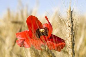 blooming red poppy photo