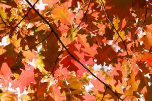 beautiful reddening oak foliage photo