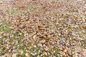 fallen leaves on the ground photo