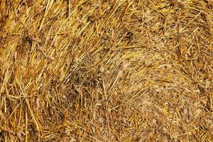 large cylindrical stacks of wheat straw photo