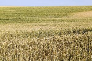 European agricultural fields photo