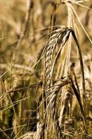 European agricultural fields photo