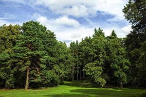 naturaleza real con árboles foto