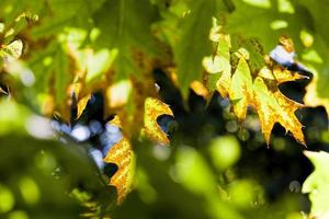 colorful deciduous trees in the oak forest photo