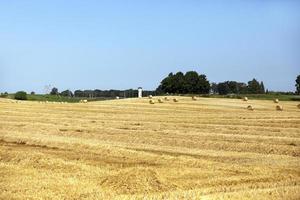 farm field cereals photo