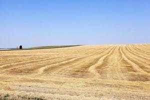 farm field cereals photo