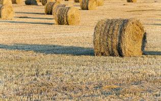 stack of straw in the field photo