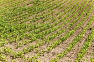 corn plants,  field photo