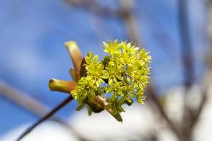 spring maple tree photo