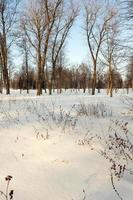 trees in winter photo