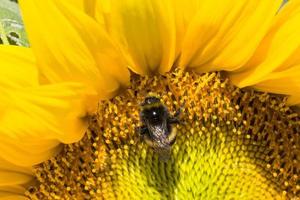 sunflower during pollination photo