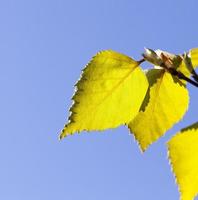 beautiful birch tree photo