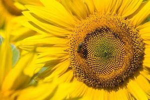 bumblebee sits and pollinates photo