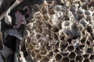 wasp hive made by wasps photo