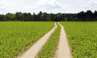 a road paved on the sand photo