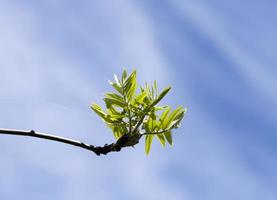 the first young leaves on trees photo