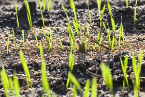 Green grass close up photo