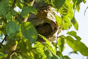 wasp hive made by wasps photo