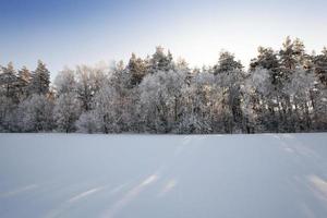 trees in winter photo