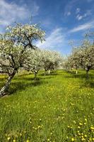 cherry blossoms, spring photo